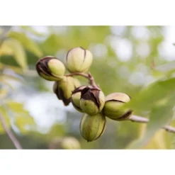 Dry Roasted Pecan Halves - By Food To Live -Food Sale Stores GUEST 12d0704a 010c 48c3 8782 e1ff4bfa4ca4