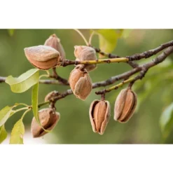 Dry Roasted California Almonds With Himalayan Salt - By Food To Live -Food Sale Stores GUEST 173f9ddb 5227 4ad5 88b6 0072173c22f4