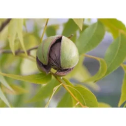 Organic Dry Roasted Pecan Halves With Himalayan Salt - By Food To Live -Food Sale Stores GUEST 1a0f92f9 0347 4698 87b4 33748b3a3c4d