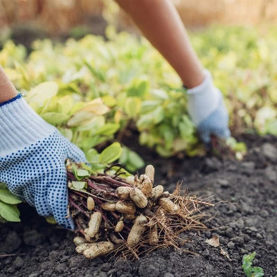 NEW! John Deere Salted Peanuts 4 NEW! John Deere Salted Peanuts - Image 2