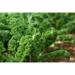 Kale Seeds For Sprouting - By Food To Live 18 Kale Seeds For Sprouting - By Food To Live -Food Sale Stores GUEST 2d2ae41d c998 4bd4 916c d7da9a66c323