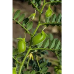 Organic Red Lentils Whole - By Food To Live -Food Sale Stores GUEST 635c5c99 fa66 4510 827c db95ca479ba3