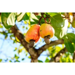 Dry Roasted Whole Cashews - By Food To Live -Food Sale Stores GUEST 667c5549 7310 40fd 8140 0ec30f550290