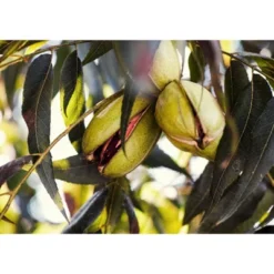 Dry Roasted Pecan Halves With Himalayan Salt - By Food To Live -Food Sale Stores GUEST 77054716 0599 4505 bd04 08f728f00d6b