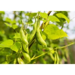 Black Turtle Beans - By Food To Live 17 Black Turtle Beans - By Food To Live -Food Sale Stores GUEST 7e5bb1e8 c40a 4442 ace4 9df6a69b4e4e