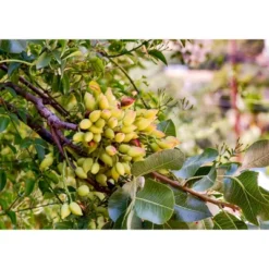 Dry Roasted Pistachio Kernels - By Food To Live -Food Sale Stores GUEST 86179570 ac5c 427a b82d fb34588118ad