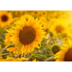 Dry Roasted Sunflower Seed Kernels With Himalayan Salt - By Food To Live -Food Sale Stores GUEST 866be2f2 1abe 4804 8873 60aabe8fb333