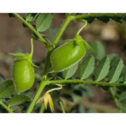 Organic Red Lentil Flour - By Food To Live -Food Sale Stores GUEST b9127f18 e980 4a8c aa28 28302e34e384