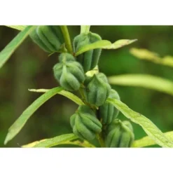 Unhulled Sesame Seeds - By Food To Live 15 Unhulled Sesame Seeds - By Food To Live -Food Sale Stores GUEST ba3ffe51 b93e 4fdf af98 154da0c928e1