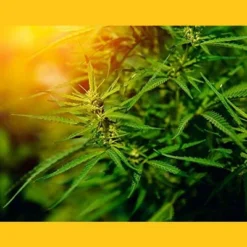 Organic Canadian Hemp Seeds - By Food To Live 16 Organic Canadian Hemp Seeds - By Food To Live -Food Sale Stores GUEST bdf9a1e4 eef6 427b 9ac8 1d6c060d5b64