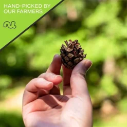 Premium Pine Nuts All Natural, Kosher, Vegan, Raw Pignolias By Nut Cravings -Food Sale Stores GUEST dfd742c9 d38b 44d1 8cf3 120c545e9df1