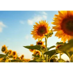 Dry Roasted Sunflower Seed Kernels - By Food To Live -Food Sale Stores GUEST e87d095b f5b1 4648 8270 f63cead1e8ac