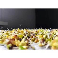 Organic Arugula Sprouting Seeds - By Food To Live -Food Sale Stores GUEST f089854c 14c3 4501 a26e 0cf587c00614