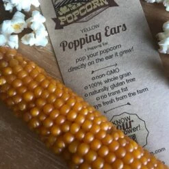 Free Day Popping Ear Non-GMO Yellow Un-Popped Popcorn - Pack Of 6 - Popcorn On The Cob -Food Sale Stores GUEST f5766cb5 e56e 458a 846d d489e8b10bc6