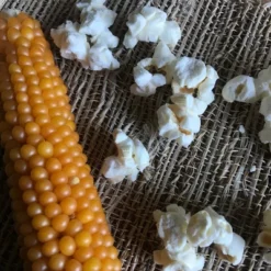 Free Day Popping Ear Non-GMO Yellow Un-Popped Popcorn - Pack Of 6 - Popcorn On The Cob -Food Sale Stores GUEST fc683e16 8745 4d6d b4ea 790413eb5d14